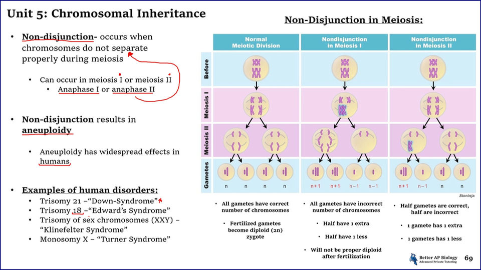 L8- Chromosomal Inheritance (Free)